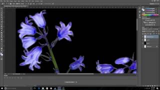 UE4 - Bluebells with speedtree.