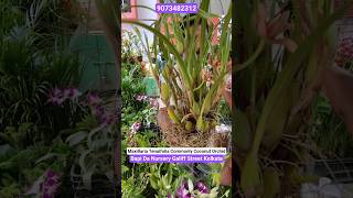 Vibrant Maxillaria Tenuifolia or Coconut Orchid #shorts #price