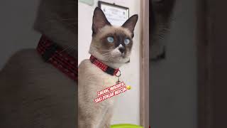 reaksikucingmendengarmercuncuteshortanimalloverscat