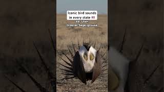 Iconic bird sounds in every state