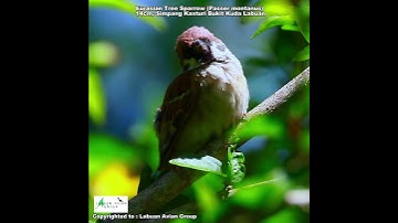 Eurasian Tree Sparrow (Passer montanus) 14cm.
