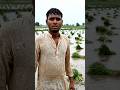 भारी बारिश से डूब गई हमारी सारी फसल | किसान की बड़ी परेशानी 😢🌾