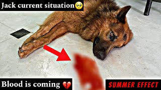 Jack Current Situation 😭 | Summer Effect 🥺 | #dog #jacktuty #doglover #emotional #germanshepherd