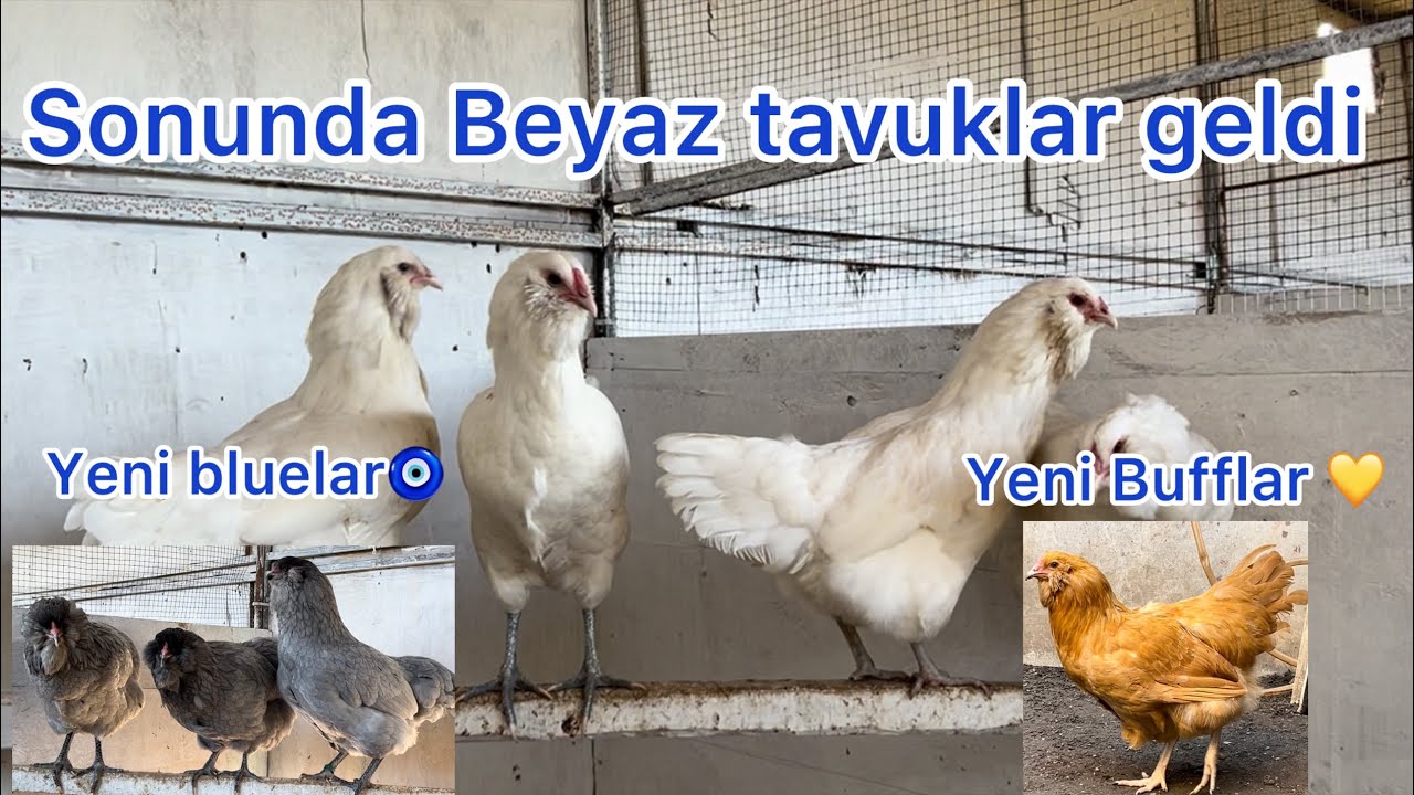 AYLARCA BEKLEDİK SONUNDA BEYAZ TAVUKLARIMIZ GELDİ~ TÜM TAKIMLAR NEREDEYSE TAMAMLANDI ÜRETİME HAZIRIZ