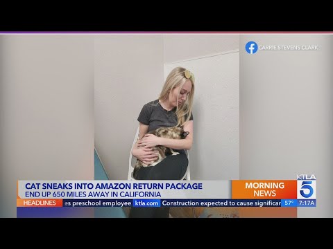 Couple accidentally ships cat from Utah to Southern California in Amazon return package