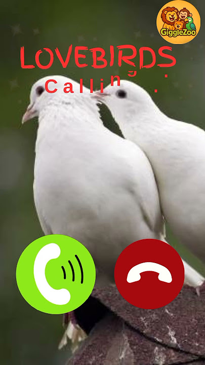 Lovebirds calls 📞🕊️💎' #viral #shorts #peagon #viralshorts #shortshumor #ringtone #trending #yt #cat