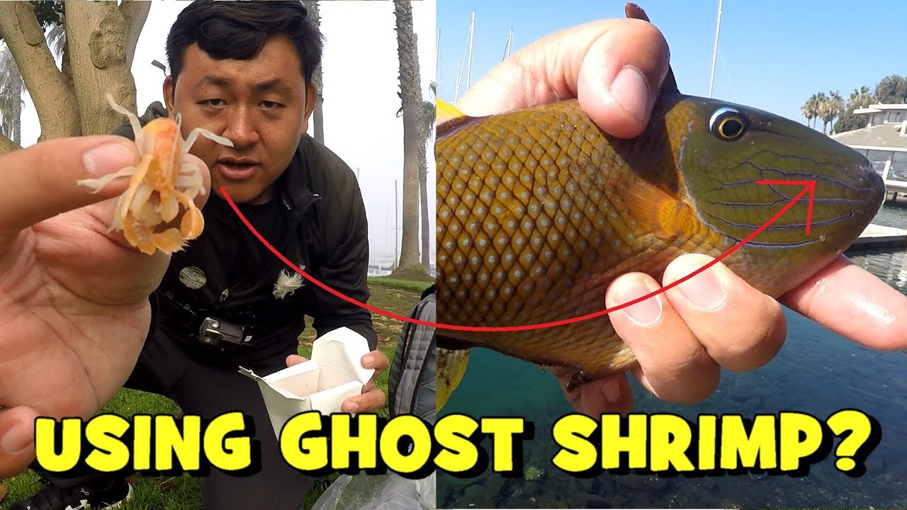 Fishing with GHOST SHRIMP?! EPF Goes to CALIFORNIA! YouTube