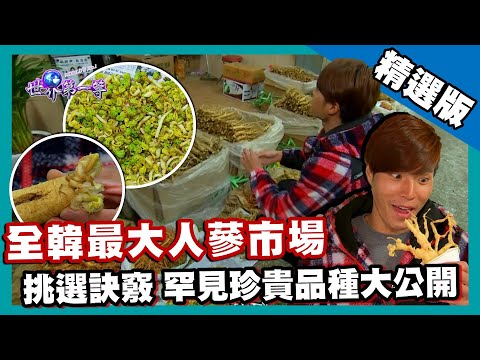 【韓國】全韓最大人蔘藥材集貨地 珍貴高麗蔘挑選訣竅大公開(路邊攤炸人蔘薯條/人蔘頭草/鮑魚人蔘雞)|《世界第一等》546集精華版
