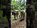 Ox Ploughing in a Tropical Region 🌴🐂 Traditional Farming Life