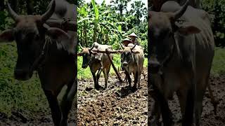 Ox Ploughing in a Tropical Region 🌴🐂 Traditional Farming Life