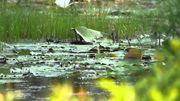 11 Black-bellied Whistling Duck babies - teamwork you won