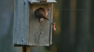 11 Black-bellied Whistling Duck babies - teamwork you won't believe - 4K