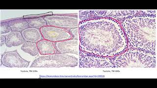 Testis Slide