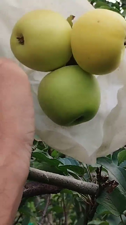 Buah apel buah manggis #apel