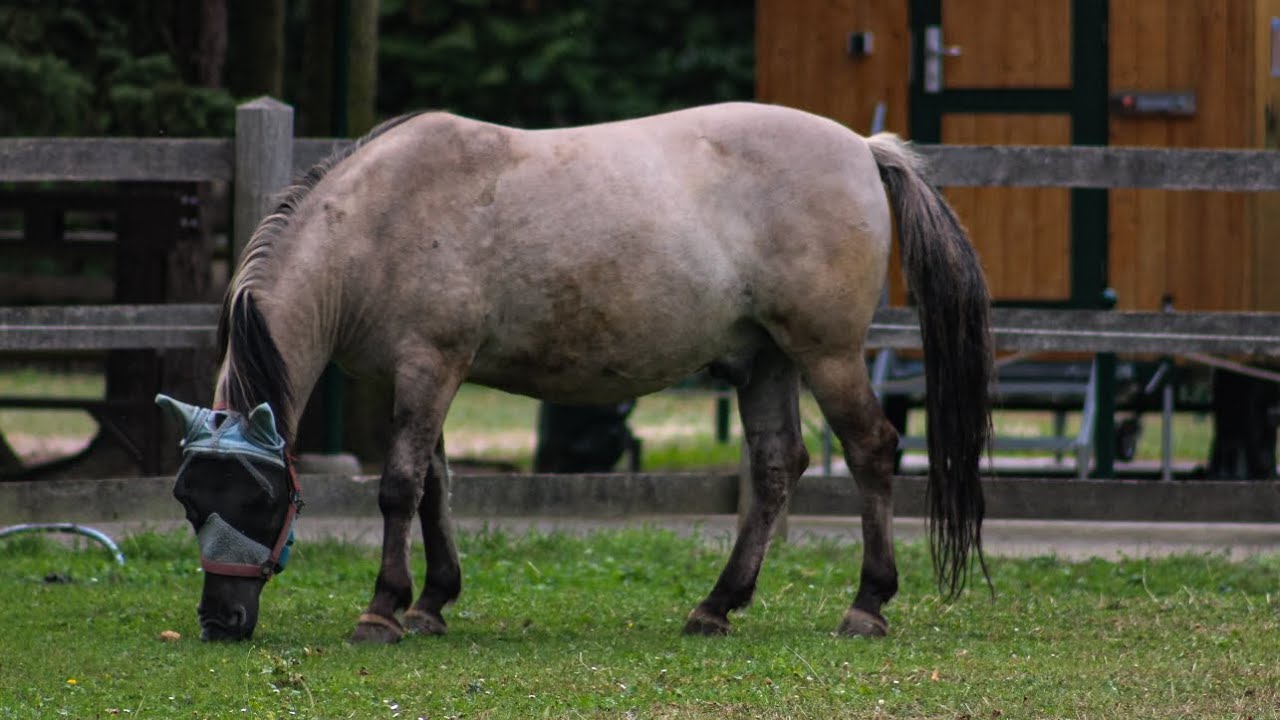 Die Haustierfarm am Wildpark Leipzig || Ausflug || 