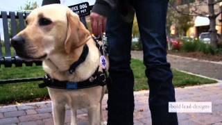 service dog stability harness
