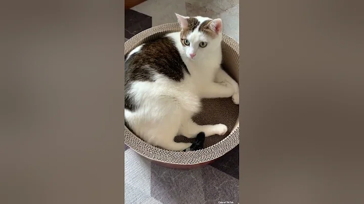 Video 3732051: maine coon cat dancing, games cats mating