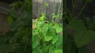 HOW I SAVED MY VEGETABLE GARDEN FROM HOUSTON TEXAS SPRING SUMMER 2022 100 DEGREE HEAT WAVE PART 6