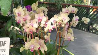 2023 Orchid Exhibit tour - Part 2