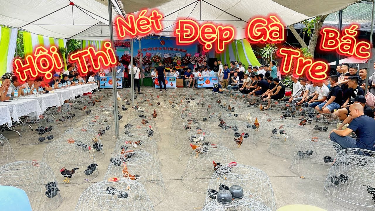 Hội Thi Nét Đẹp Gà Tre Bắc với hơn 100 chú gà nhiều bộ lông đẹp tại Hải Dương || Đạt Bird Chanel
