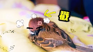 【麻雀】不停戳鸟好嗨呦结果……