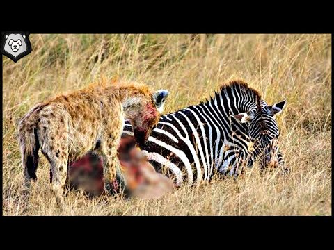 Vídeo: Què menja una zebra?