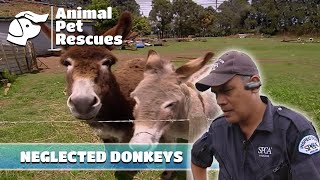 SPCA Helps Neglected Donkeys with Severely Overgrown Hooves | Full Episode | Animal Pet Rescues