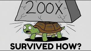 How did turtles survive everything?