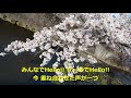 【春ソング】サクストーリー  feat. 井崎栞奈 － LiSmile Art