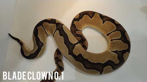 Blade Clown Python 0.1 Regius Pitone Reale