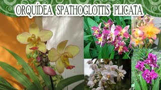 Vamos conhecer a orquidea Spathoglottis Plicata? - thptnganamst.edu.vn