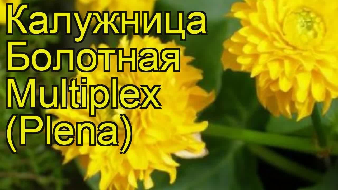 Калужница болотная Мултиплекс (Плена). Краткий обзор, описание caltha palustris Multiplex (Plena)
