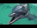 SeaWorld Orlando, FL (full HD)