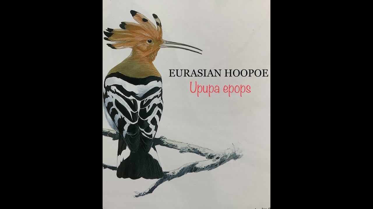 EURASIAN HOOPOE (Upupa epops) Bird Song