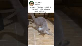Yavru kediyi merak edip öneride bulunan herkese teşekkür ediyorum #cat #shorts #cute #kedivideoları