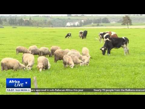 Morocco enjoys water revival as heavy rains replenish reservoirs