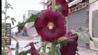 زهرة الخطمي Marshmallow flower