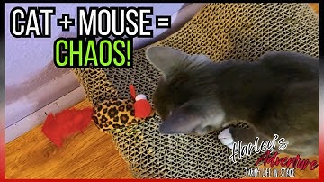 Catnip Chaos and Tiny Joys  Funny Cat Playing With Toy Mouse And Scratcher