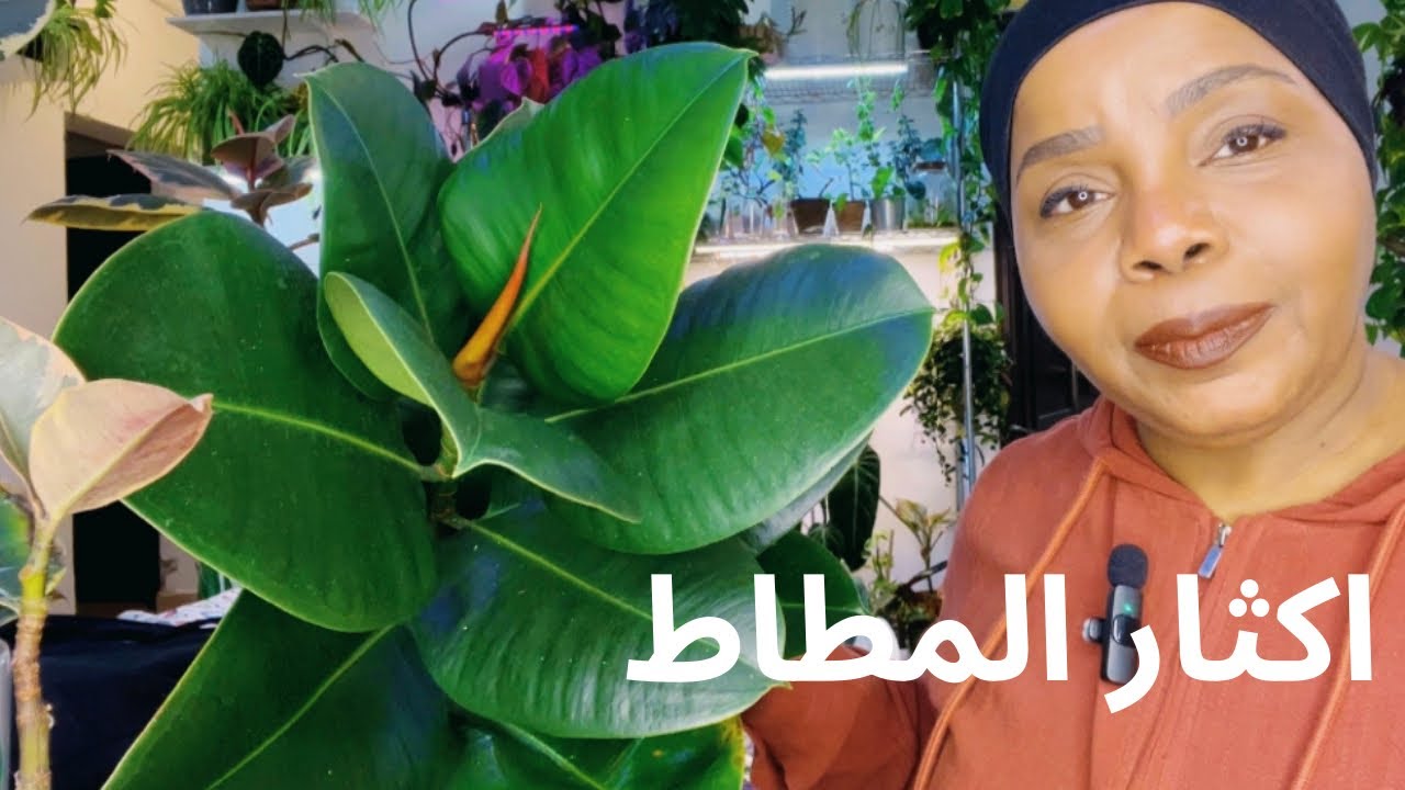 كيف نكاثر ونعتني بنبتة المطاط ؟! 🪴