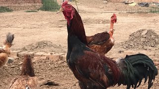 Aseel,Naked Neck hen and rooster