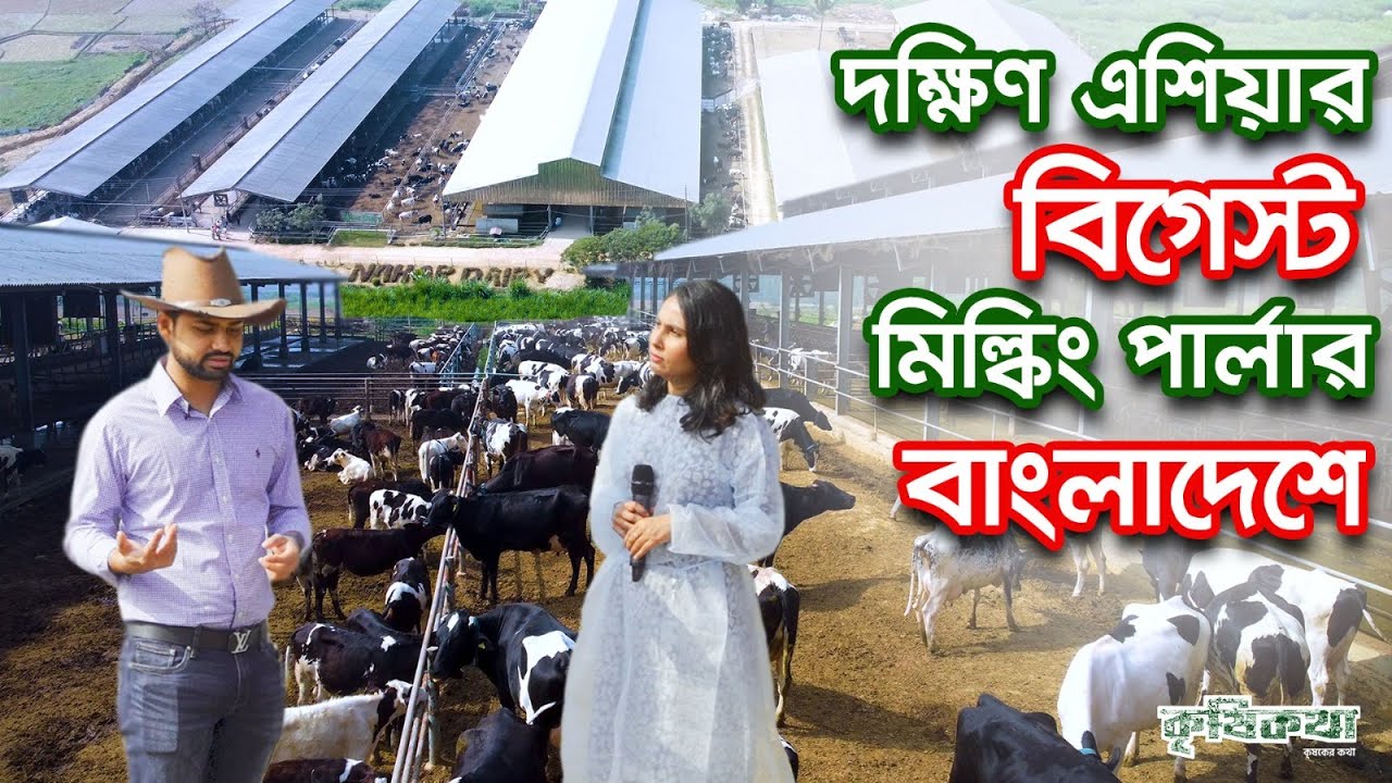 ডেইরি ফার্ম ই পারে মাংসের দাম কমাতে । কিভাবে একটি উন্নত মানের ডেইরি ফার্ম করবেন । কৃষিকথা