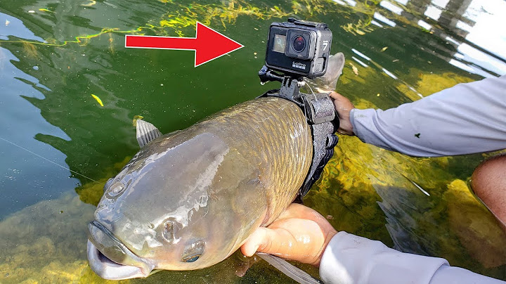 I Strapped a GoPro on a Fish