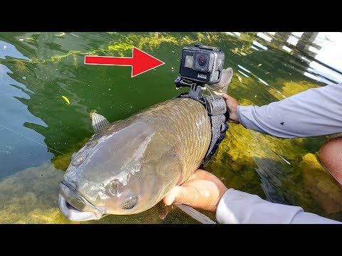 i-strapped-a-gopro-on-a-fish