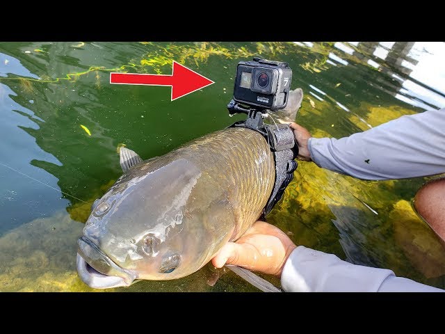 I Strapped a GoPro on a Fish 