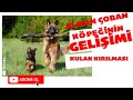 Alman Çoban Köpeğinin Gelişimi ve Kulak Kırılması