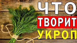 Что Будет с Организмом, если Каждый День есть Укроп | Полезные Советы для Жизни