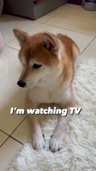 “I’m alive, I’m dead, I’m watching tv” #柴犬 #shiba #shorts - YouTube - Im Alive Im Dead Im Watching Tv Original