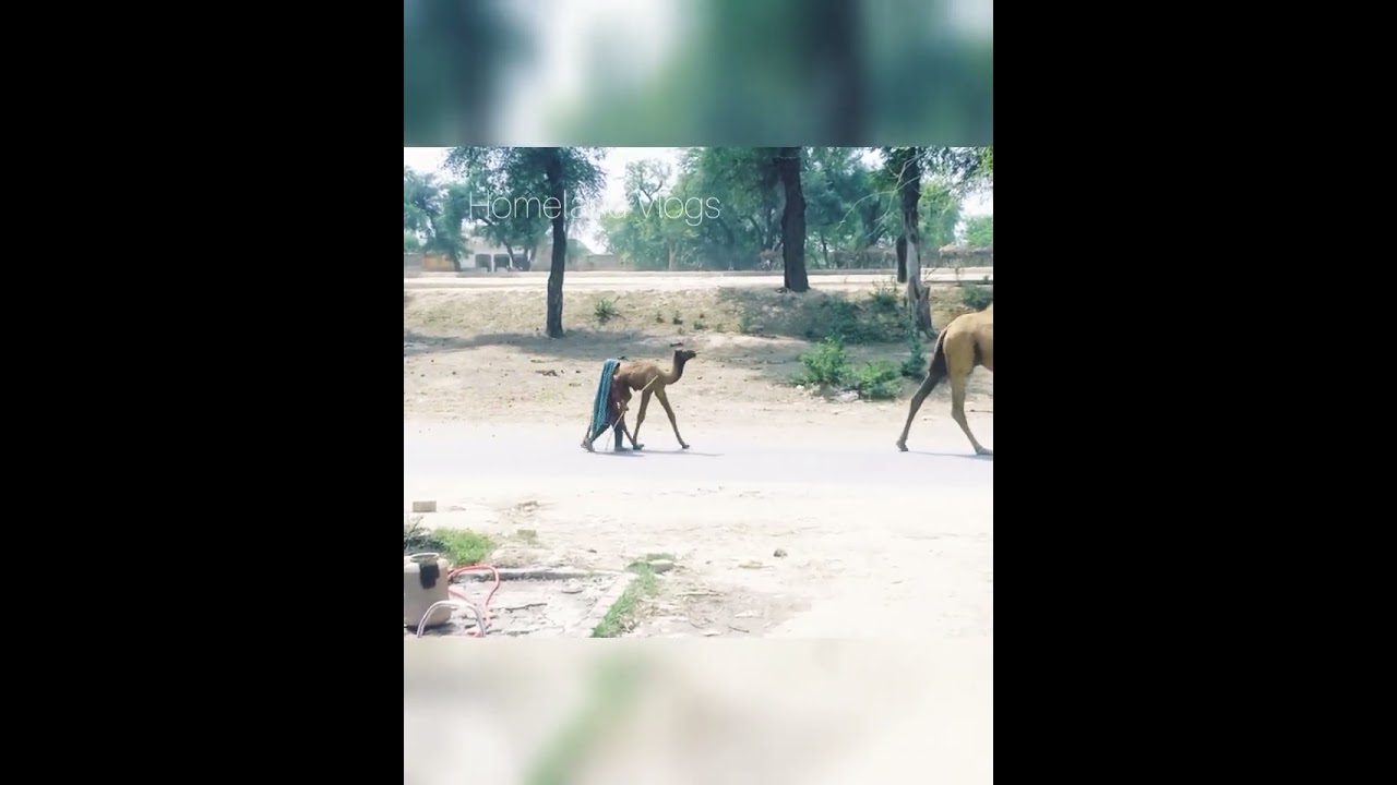 Smart Calf/Cute Baby Camel Prettiest Camel Calf 