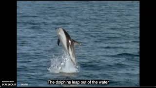 Dolphin Dinner 2