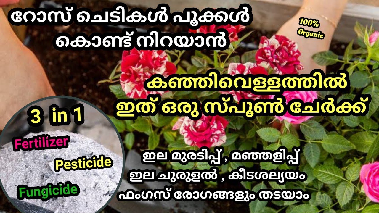 Wood ash Fertilizer & Pesticide for all plants // ചെടികൾ നിറയെ പൂക്കാൻ ചാരം കൊണ്ട് ഒരു കിടിലൻ വളം